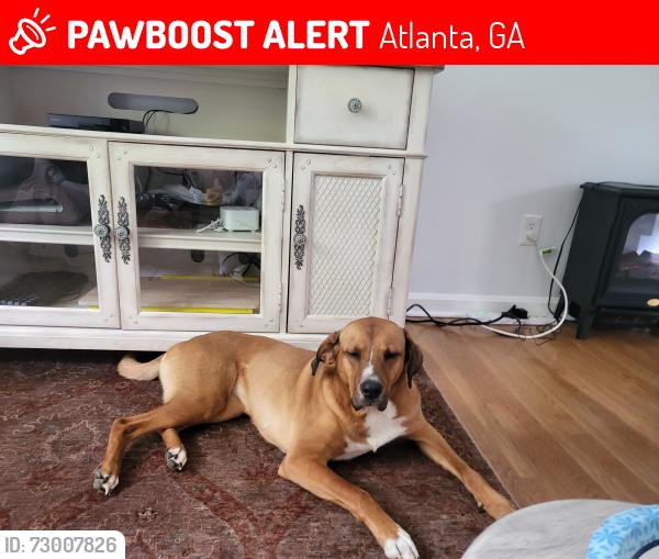 Lost Female Dog last seen Pittman Park area, walking trail nearby, Atlanta, GA 30349