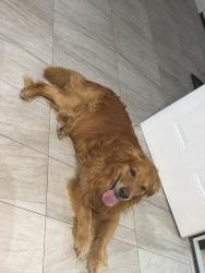 Found/Stray Male Dog last seen Poinciana av Koa, Poinciana, FL 34758