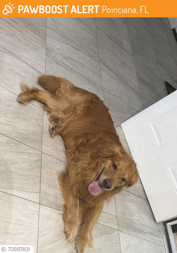 Found/Stray Male Dog last seen Poinciana av Koa, Poinciana, FL 34758