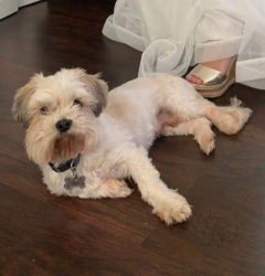 Reunited Male Dog last seen Near Parkview dr willow Street pa , Willow Street, PA 17584