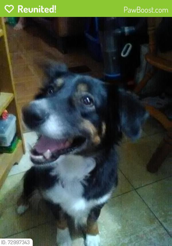 Reunited Female Dog last seen Prairie ridge elementary school , Kalamazoo, MI 49009