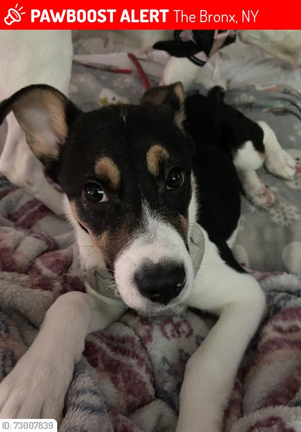 Lost Male Dog last seen N/A, The Bronx, NY 10457