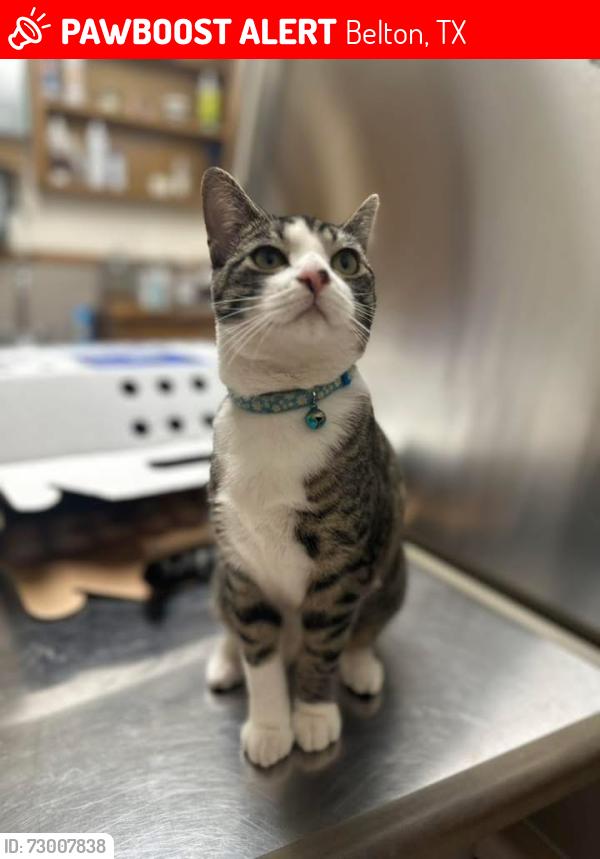 Lost Female Cat last seen Landmark & Hastings, Belton, TX 76513