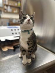 Lost Female Cat last seen Landmark & Hastings, Belton, TX 76513