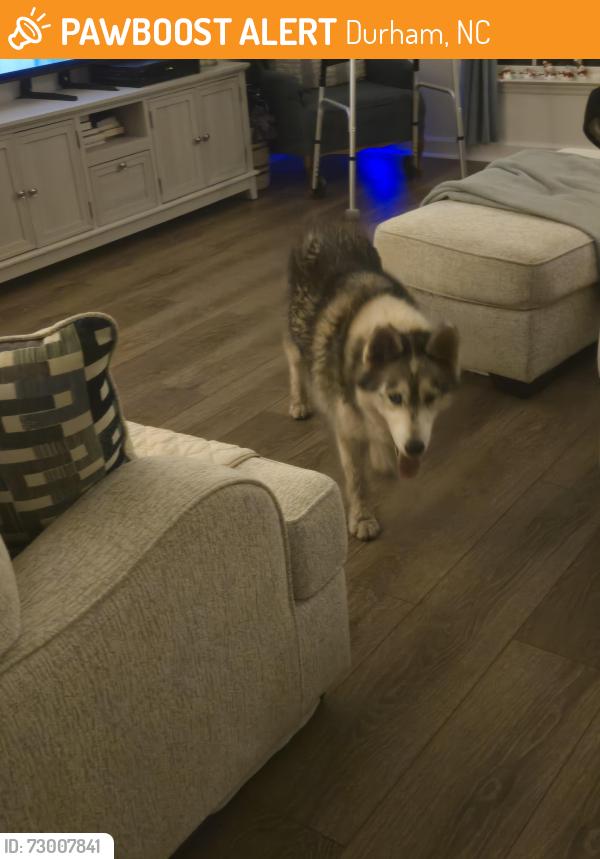 Found/Stray Female Dog last seen Doc Nichols Road Durham, Durham, NC 27703