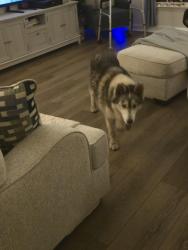 Found/Stray Female Dog last seen Doc Nichols Road Durham, Durham, NC 27703