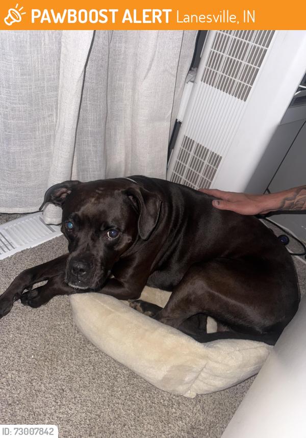Found/Stray Male Dog last seen Lazy creed rd, Georgetown, Lanesville, IN 47136