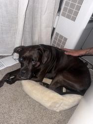 Found/Stray Male Dog last seen Lazy creed rd, Georgetown, Lanesville, IN 47136