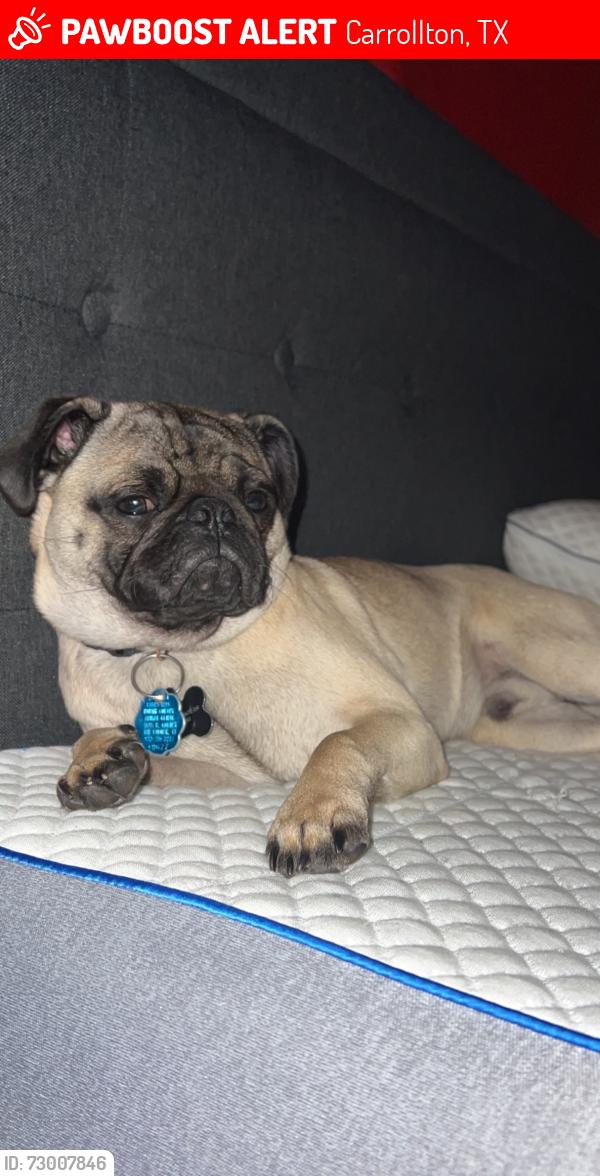 Lost Male Dog last seen Clear creek , Carrollton, TX 75007