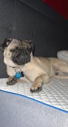 Lost Male Dog last seen Clear creek , Carrollton, TX 75007