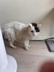 Reunited Male Cat last seen 4th and Commonwealth , Los Angeles, CA 90020