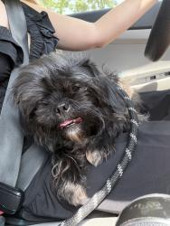 Found/Stray Unknown Dog last seen Harlowe ct, Garner, NC 27520