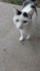 Found/Stray Unknown Cat last seen Near Mesa VeT, Applewood, CO 80401