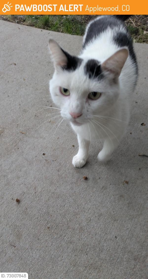 Found/Stray Unknown Cat last seen Near Mesa VeT, Applewood, CO 80401