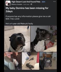 Reunited Male Dog last seen Eagle Eqnch, Victorville, CA 92392