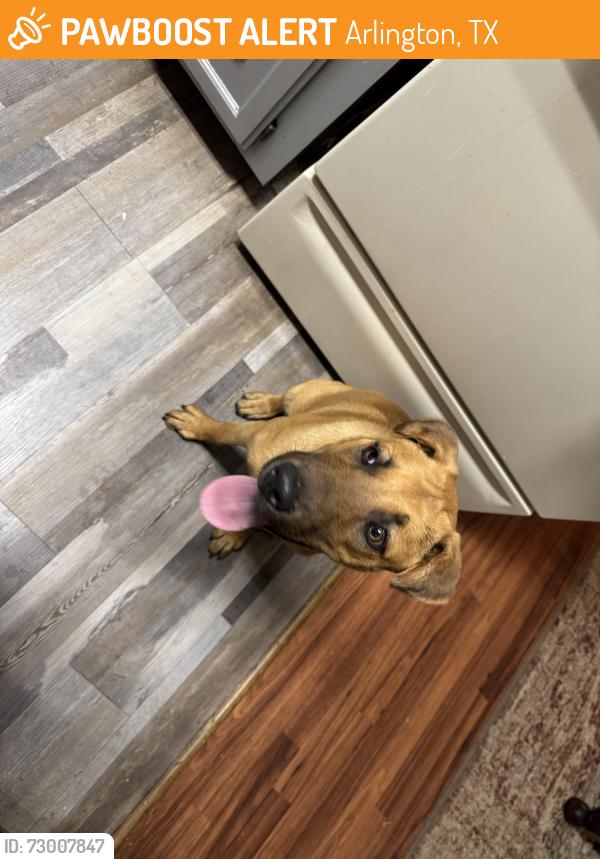 Found/Stray Male Dog last seen Matlock and Greenoaks, Arlington, TX 76018