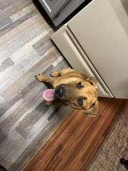 Found/Stray Male Dog last seen Matlock and Greenoaks, Arlington, TX 76018