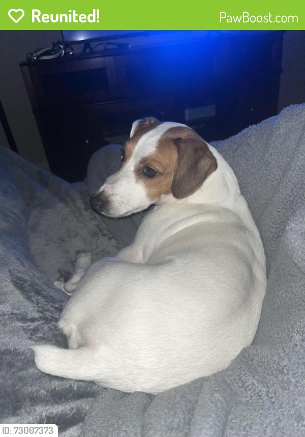 Reunited Male Dog last seen McIntyre nasa rd 1, Houston, TX 77058