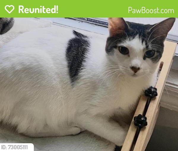 Reunited Female Cat last seen 148th street and Sutter Ave, Queens, NY 11436