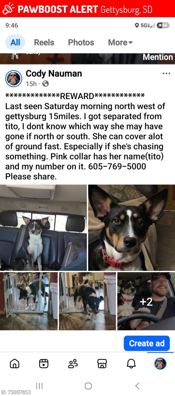 Lost Female Dog last seen 158th street gettysburg, Gettysburg, SD 57442