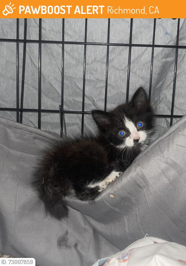 Found/Stray Unknown Cat last seen Grant Ave + 26th St// N&E, Richmond, CA 94804