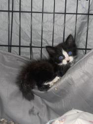 Found/Stray Unknown Cat last seen Grant Ave + 26th St// N&E, Richmond, CA 94804
