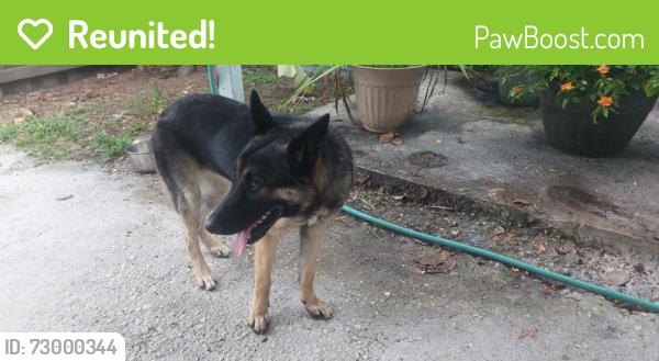 Reunited Unknown Dog last seen Story Road and Dillard Street, Winter Garden, Fla, Winter Garden, FL 34787