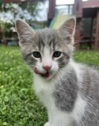 Lost Male Cat last seen 39th st and Hickman, Des Moines, IA 50310