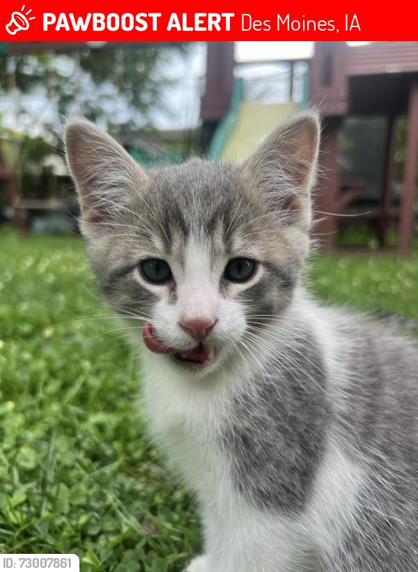 Lost Male Cat last seen 39th st and Hickman, Des Moines, IA 50310