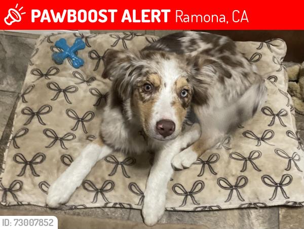 Lost Female Dog last seen Highway 67, Ramona, CA 92065