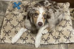 Lost Female Dog last seen Highway 67, Ramona, CA 92065