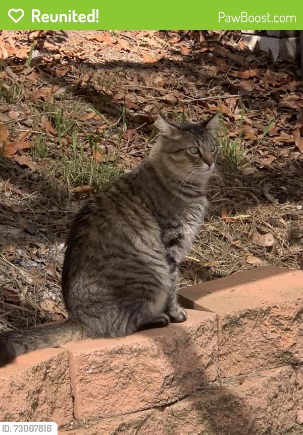 Reunited Male Cat last seen W La Cienega Rd, San Marcos, CA 92069, USA, San Marcos, CA 92069