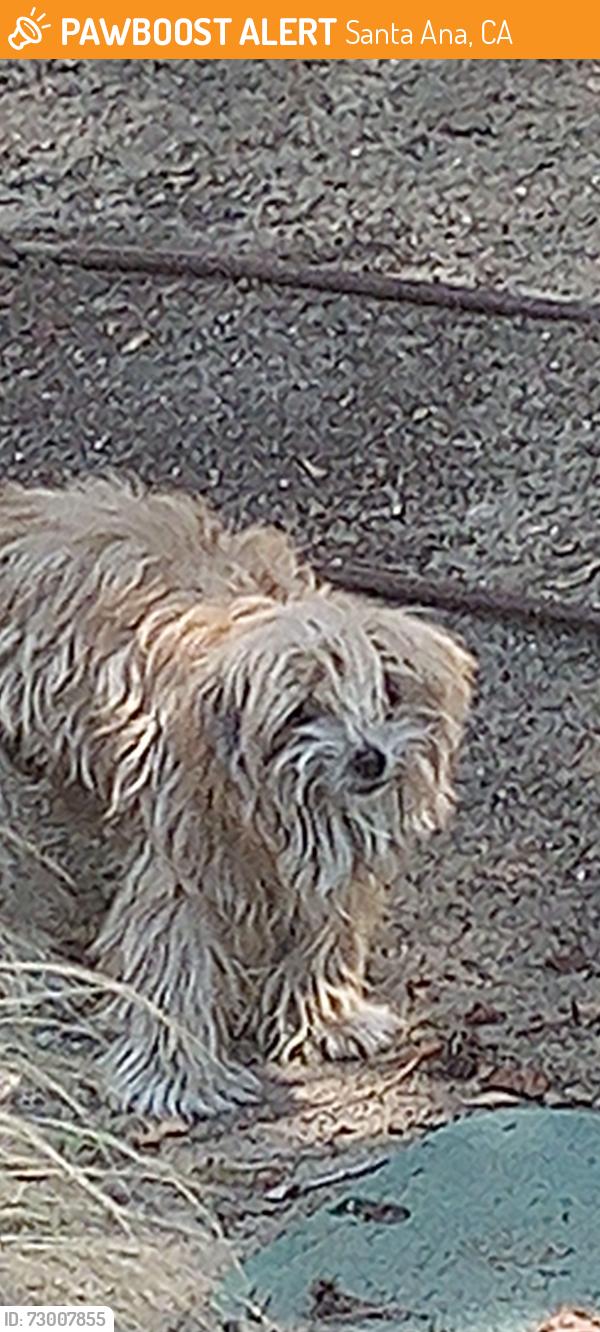 Found/Stray Unknown Dog last seen Kaiser office on Cabrillo Park and 4th St Santa ana ca, Santa Ana, CA 92701