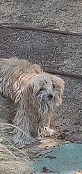 Found/Stray Unknown Dog last seen Kaiser office on Cabrillo Park and 4th St Santa ana ca, Santa Ana, CA 92701