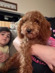 Reunited Male Dog last seen Cypressdale Dr, Texas, USA, Harris County, TX 77388