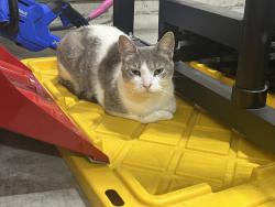 Found/Stray Unknown Cat last seen Swailes Rd, Troy, OH 45373
