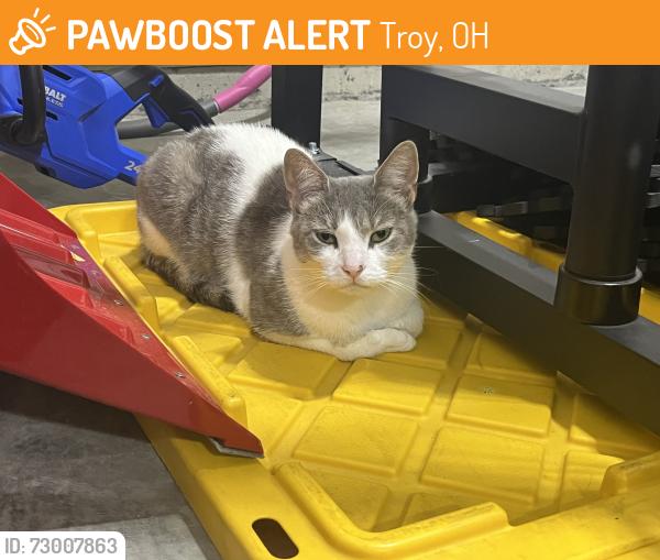 Found/Stray Unknown Cat last seen Swailes Rd, Troy, OH 45373