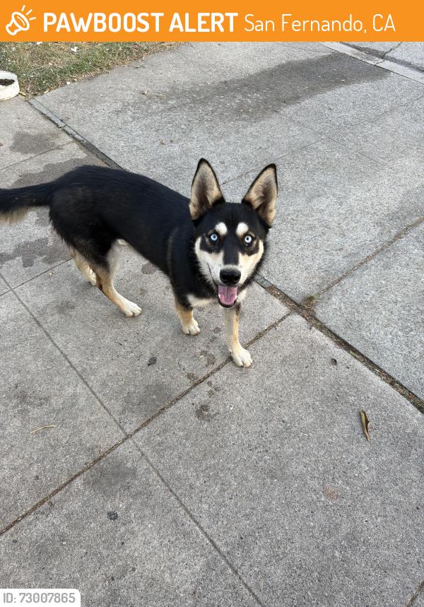Found/Stray Male Dog last seen Library and Alexander st San Fernando , San Fernando, CA 91340