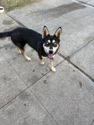 Found/Stray Male Dog last seen Library and Alexander st San Fernando , San Fernando, CA 91340