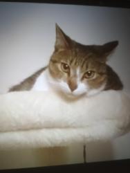 Lost Female Cat last seen West idle wild, Tampa, FL 33634