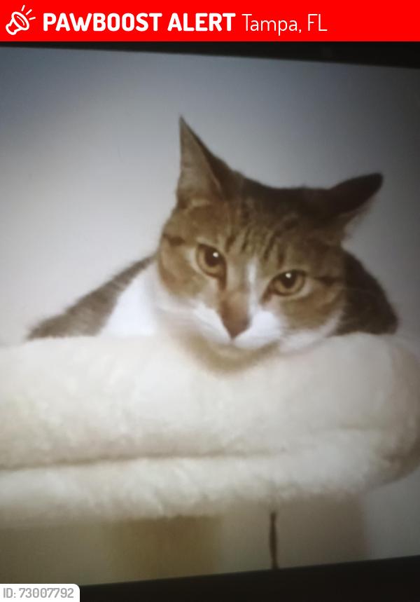 Lost Female Cat last seen West idle wild, Tampa, FL 33634