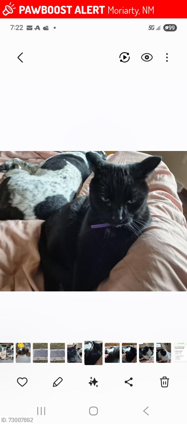 Lost Male Cat last seen Pilot gas station, Moriarty, NM 87035