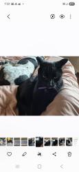 Lost Male Cat last seen Pilot gas station, Moriarty, NM 87035
