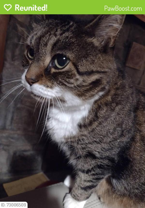Reunited Female Cat last seen Near Highview Trail and North Parkway in Lake Shawnee, Jefferson, NJ 07885
