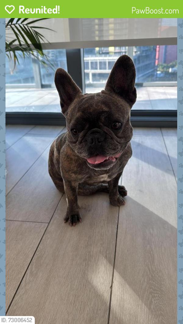 Reunited Female Dog last seen Financial Station Metromover Entrance, Miami, FL 33131