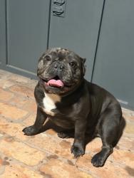 Reunited Female Dog last seen Near Timber Dell Ln, Dallas, TX 75232, USA, Dallas, TX 75232