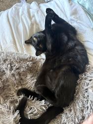 Lost Male Cat last seen South Sheldon Lake, Fort Collins, CO 80521