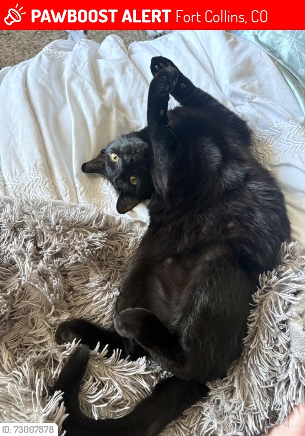 Lost Male Cat last seen South Sheldon Lake, Fort Collins, CO 80521