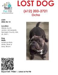 Lost Male Dog last seen He was in the back yard, Minneapolis, MN 55411