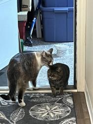 Reunited Female Cat last seen Detroit Rd, Sheffield, OH 44054